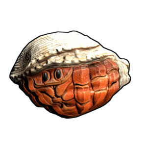 Hermit Crab Rock